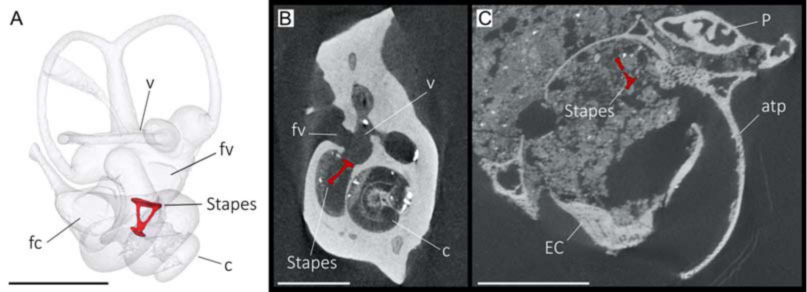 Frontiers  Allometric and Phylogenetic Aspects of Stapes