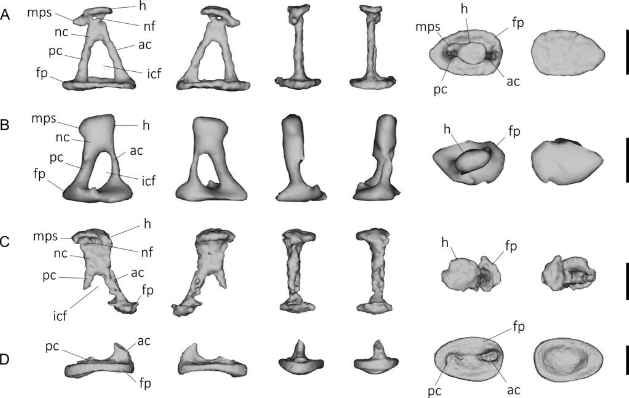 Frontiers  Allometric and Phylogenetic Aspects of Stapes