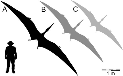 Species New to Science: [Paleontology • 2014] Maaradactylus kellneri • A  New toothed Pterosaur (Pterodactyloidea: Anhangueridae) from the Early  Cretaceous Romualdo Formation, NE Brazil