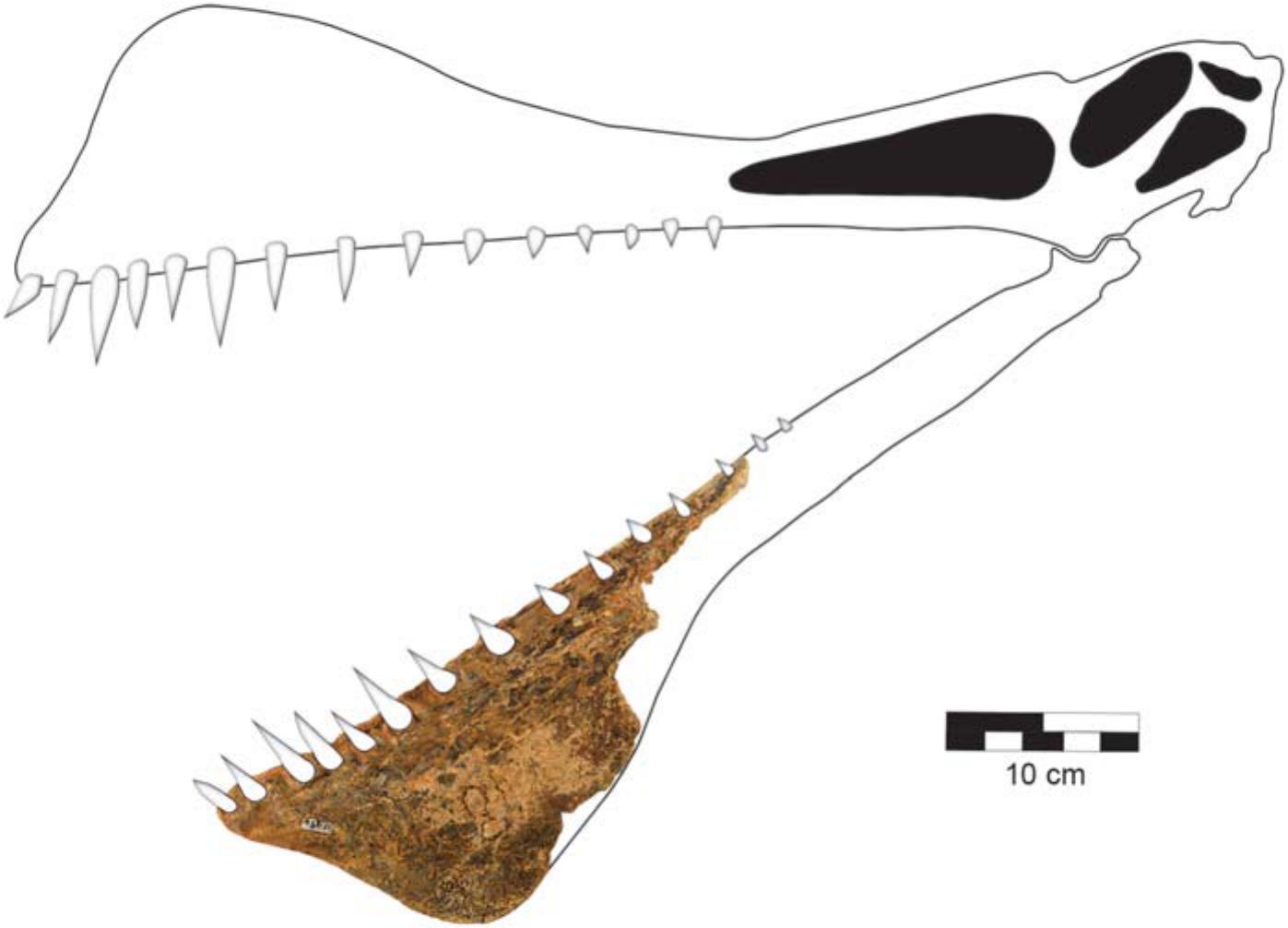 Species New to Science: [Paleontology • 2019] On Targaryendraco wiedenrothi  gen. nov. (Pterodactyloidea, Pteranodontoidea, Lanceodontia) and  Recognition of A New Cosmopolitan Lineage of Cretaceous Toothed  Pterodactyloids