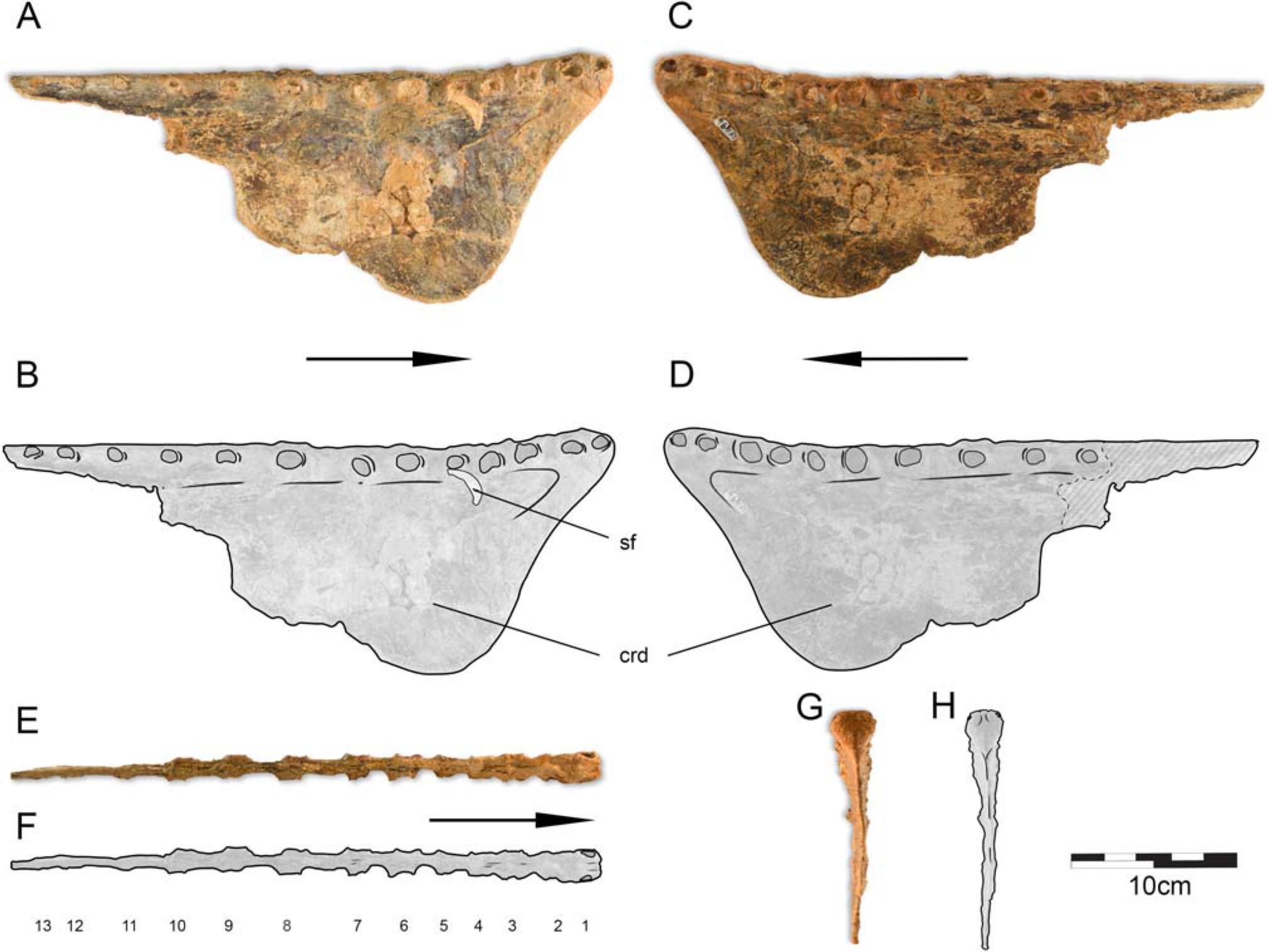 Species New to Science: [Paleontology • 2019] On Targaryendraco wiedenrothi  gen. nov. (Pterodactyloidea, Pteranodontoidea, Lanceodontia) and  Recognition of A New Cosmopolitan Lineage of Cretaceous Toothed  Pterodactyloids