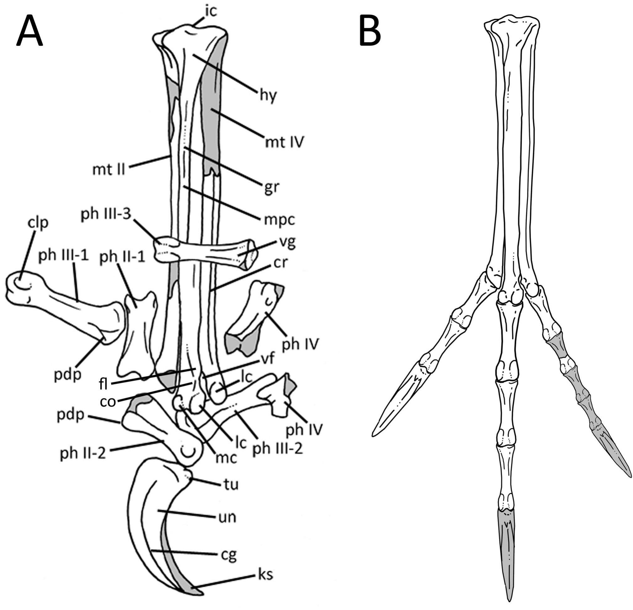 A New Ornithuromorph Bird from the Lower Cretaceous of South America