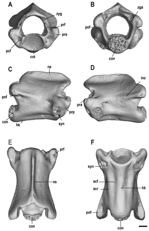 New Records of Legless Squamates from the Lowest Upper Eocene Deposits ...