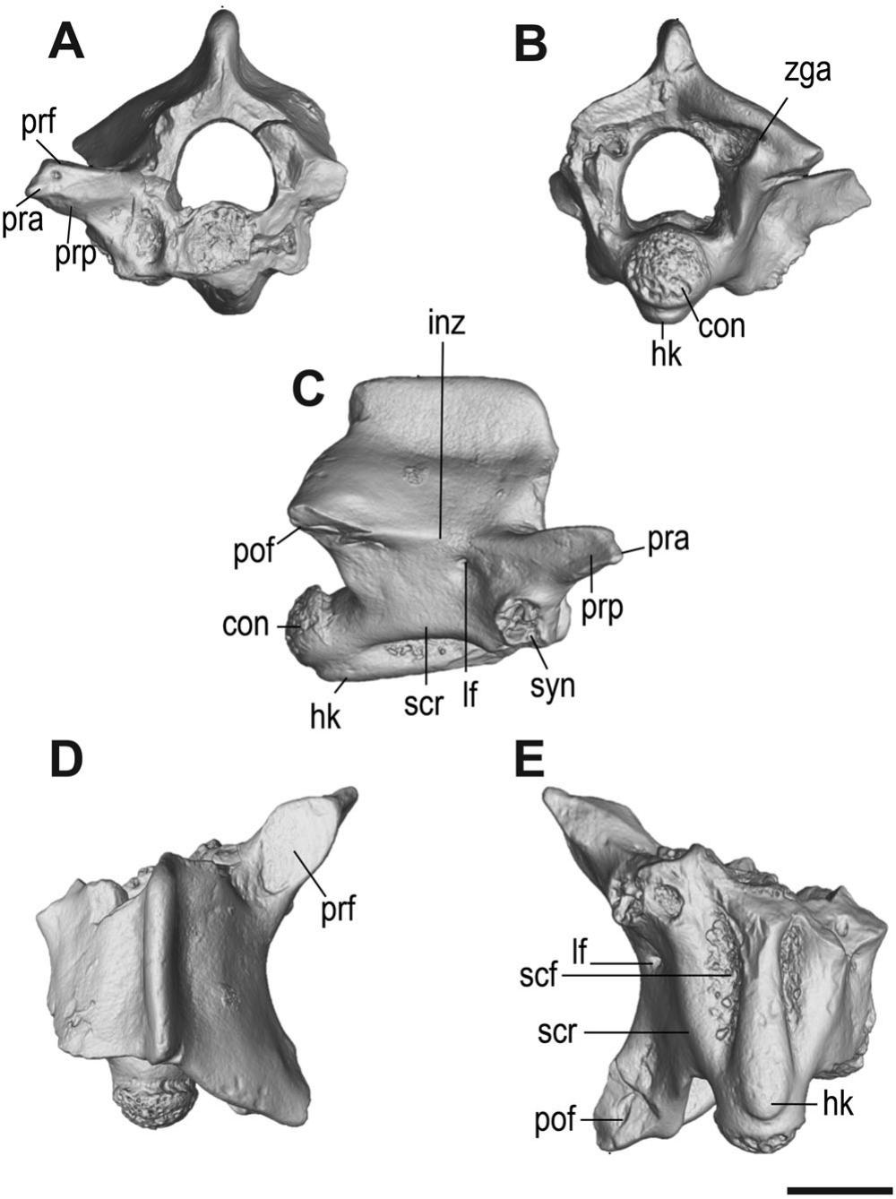 New Records of Legless Squamates from the Lowest Upper Eocene Deposits ...