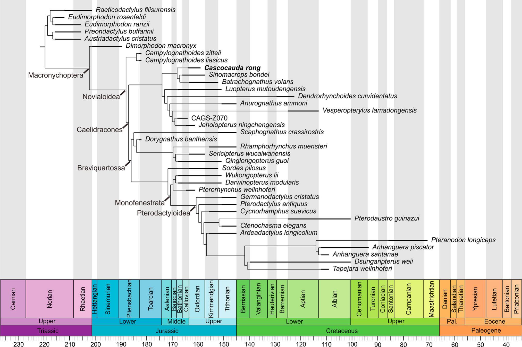 A single most parsimonious tree of the Pterodactyloidea recovered using