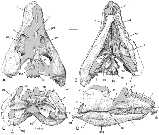 The Vertebrate Fauna of the Upper Permian of Niger—XI. Cranial Material ...