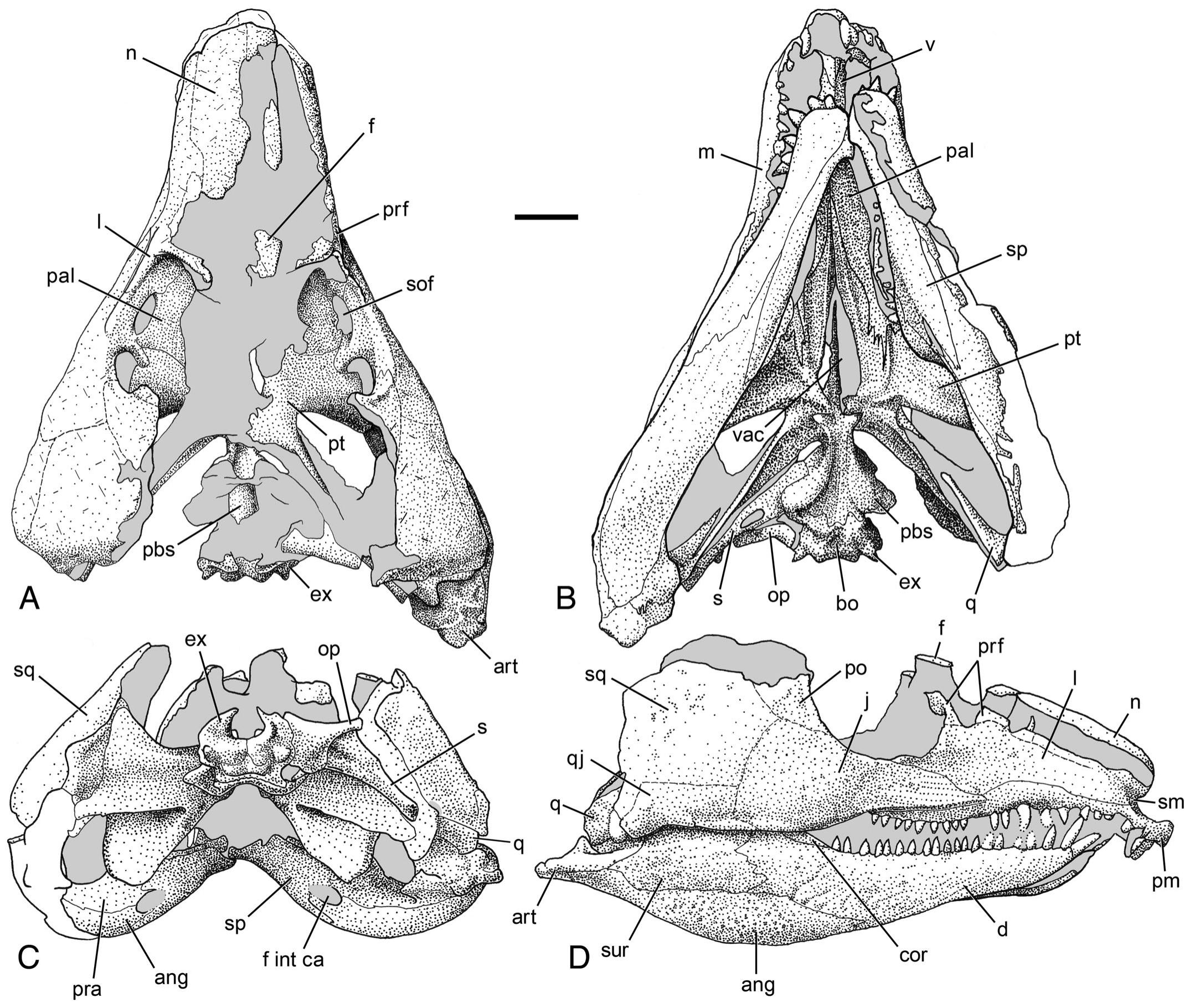 The Vertebrate Fauna Of The Upper Permian Of Niger—xi. Cranial Material 