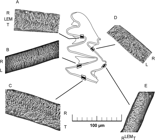 DNA from fossils reveal the origin of the Norwegian lemming