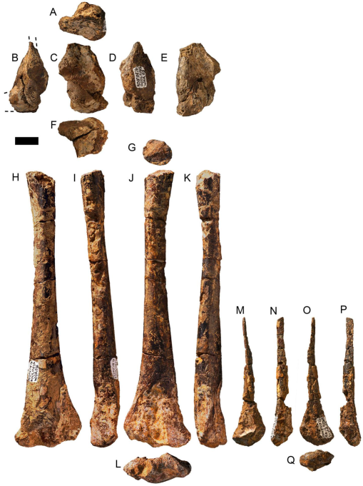 Species New to Science: [Paleontology • 2019] On Targaryendraco wiedenrothi  gen. nov. (Pterodactyloidea, Pteranodontoidea, Lanceodontia) and  Recognition of A New Cosmopolitan Lineage of Cretaceous Toothed  Pterodactyloids