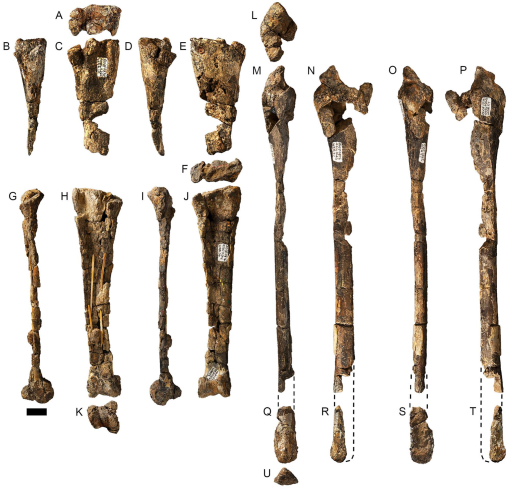 Species New to Science: [Paleontology • 2019] On Targaryendraco wiedenrothi  gen. nov. (Pterodactyloidea, Pteranodontoidea, Lanceodontia) and  Recognition of A New Cosmopolitan Lineage of Cretaceous Toothed  Pterodactyloids