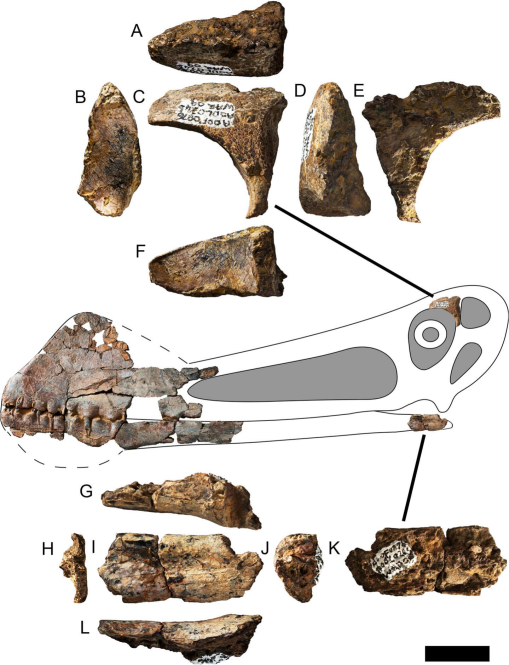 Species New to Science: [Paleontology • 2014] Maaradactylus kellneri • A  New toothed Pterosaur (Pterodactyloidea: Anhangueridae) from the Early  Cretaceous Romualdo Formation, NE Brazil