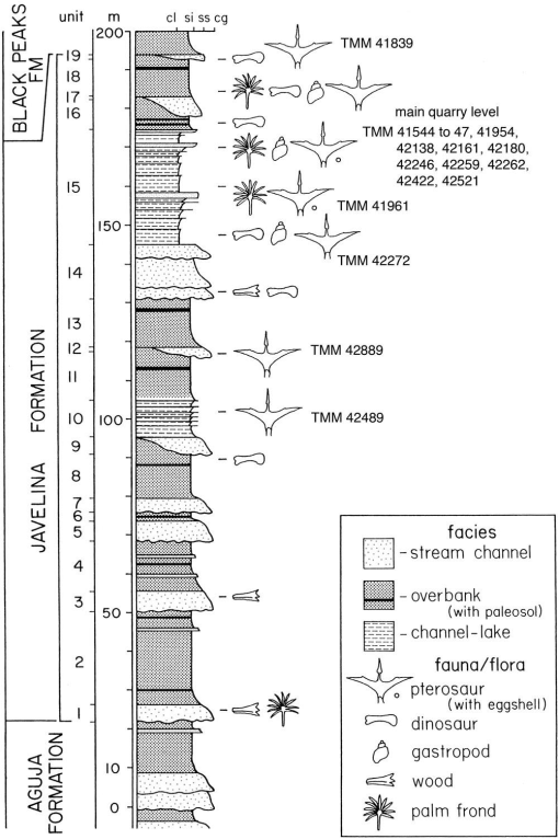 Phylogenetic systematics of Quetzalcoatlus Lawson 1975 (Pterodactyloidea:Azhdarchoidea):  Journal of Vertebrate Paleontology: Vol 41, No sup1