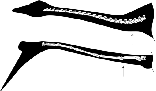Australia's Oldest Pterosaur Bones Prove They Soared Below The Antarctic  Circle
