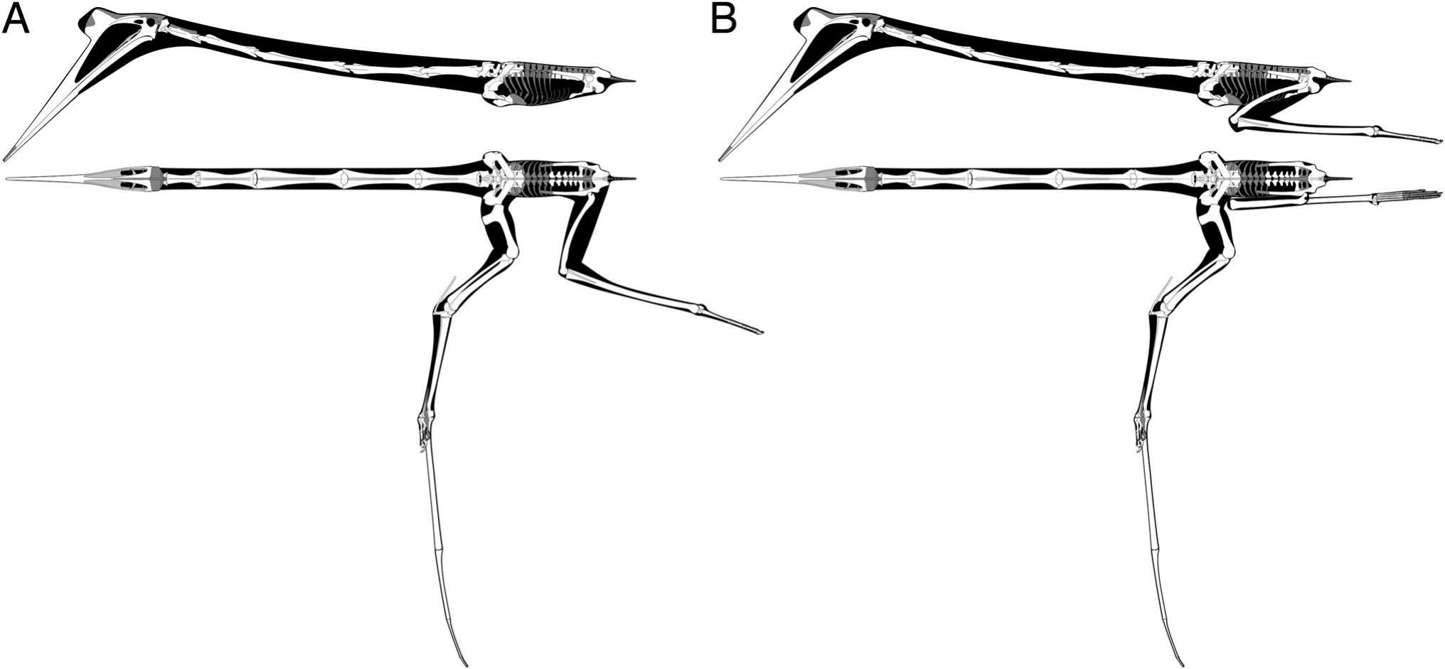 Phylogenetic systematics of Quetzalcoatlus Lawson 1975 (Pterodactyloidea:Azhdarchoidea):  Journal of Vertebrate Paleontology: Vol 41, No sup1