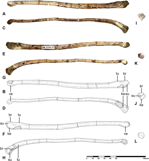 Phylogenetic systematics of Quetzalcoatlus Lawson 1975 (Pterodactyloidea:Azhdarchoidea):  Journal of Vertebrate Paleontology: Vol 41, No sup1