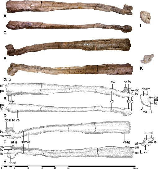 Phylogenetic systematics of Quetzalcoatlus Lawson 1975 (Pterodactyloidea:Azhdarchoidea):  Journal of Vertebrate Paleontology: Vol 41, No sup1