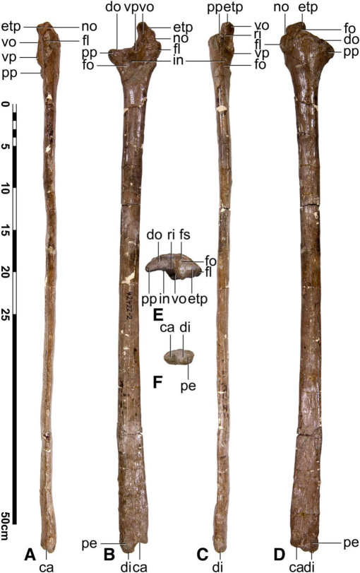 Full article: Morphology and taxonomy of Quetzalcoatlus Lawson