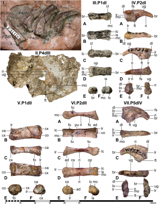 Phylogenetic systematics of Quetzalcoatlus Lawson 1975 (Pterodactyloidea:Azhdarchoidea):  Journal of Vertebrate Paleontology: Vol 41, No sup1