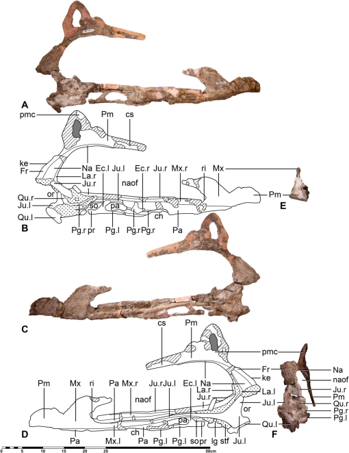 Full article: Morphology and taxonomy of Quetzalcoatlus Lawson 1975 ( Pterodactyloidea: Azhdarchoidea)