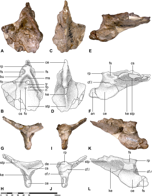 Full article: Morphology and taxonomy of Quetzalcoatlus Lawson