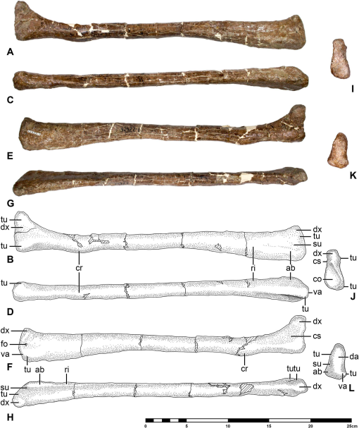 Full article: Morphology and taxonomy of Quetzalcoatlus Lawson