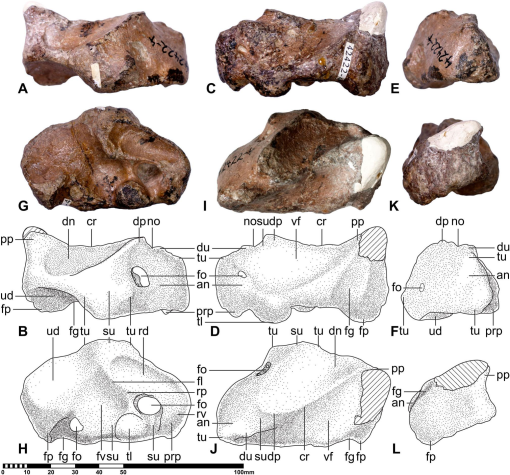 Full article: Morphology and taxonomy of Quetzalcoatlus Lawson