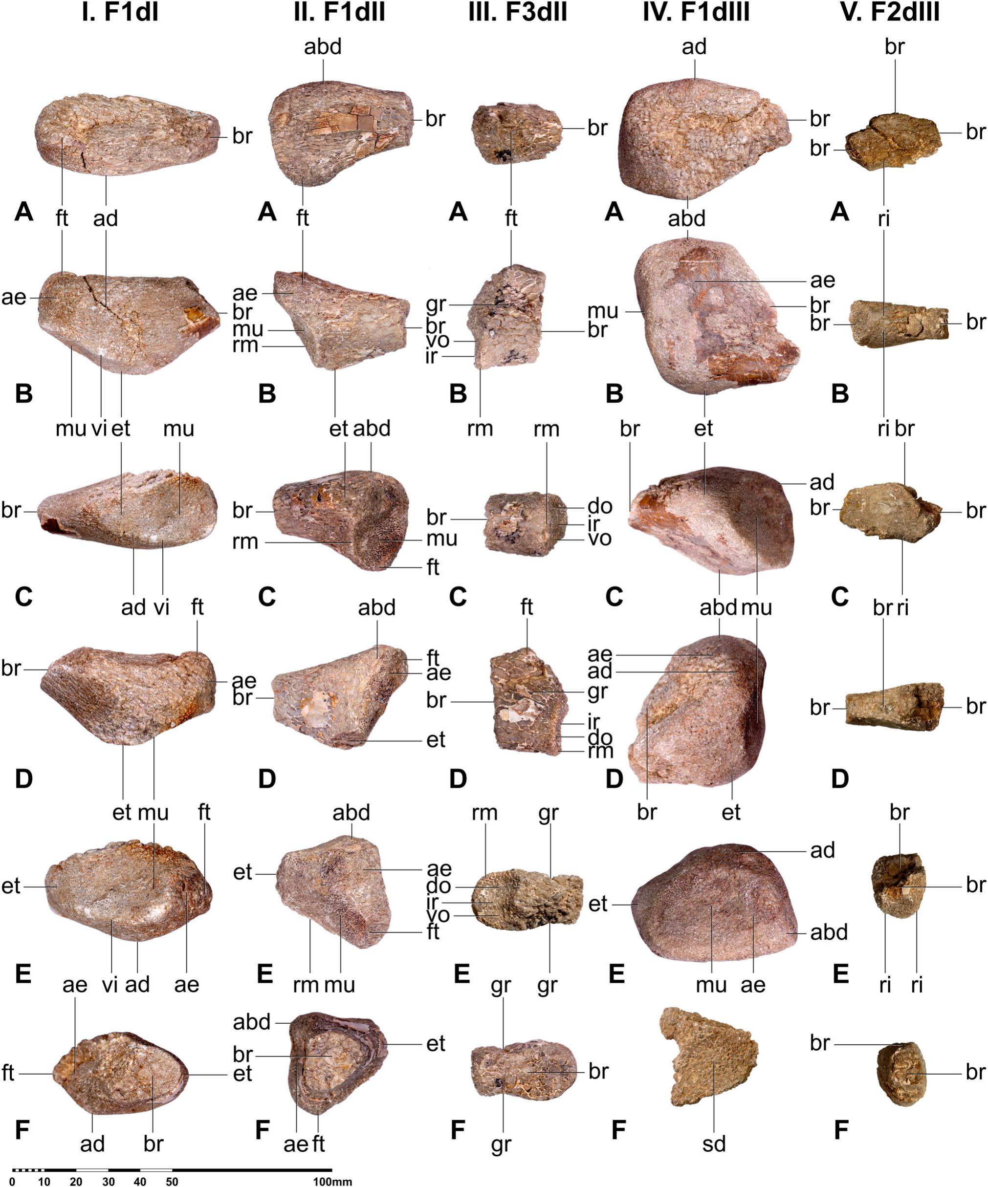 Full article: Morphology and taxonomy of Quetzalcoatlus Lawson