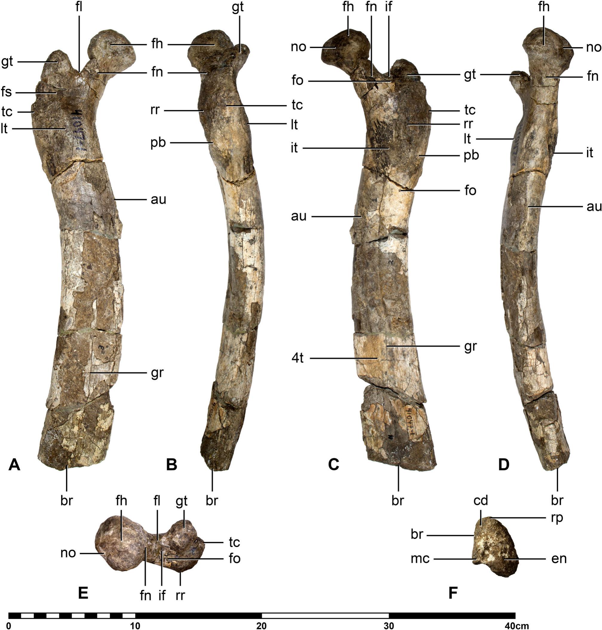 Morphology and Taxonomy of Quetzalcoatlus Lawson 1975 (Pterodactyloidea ...