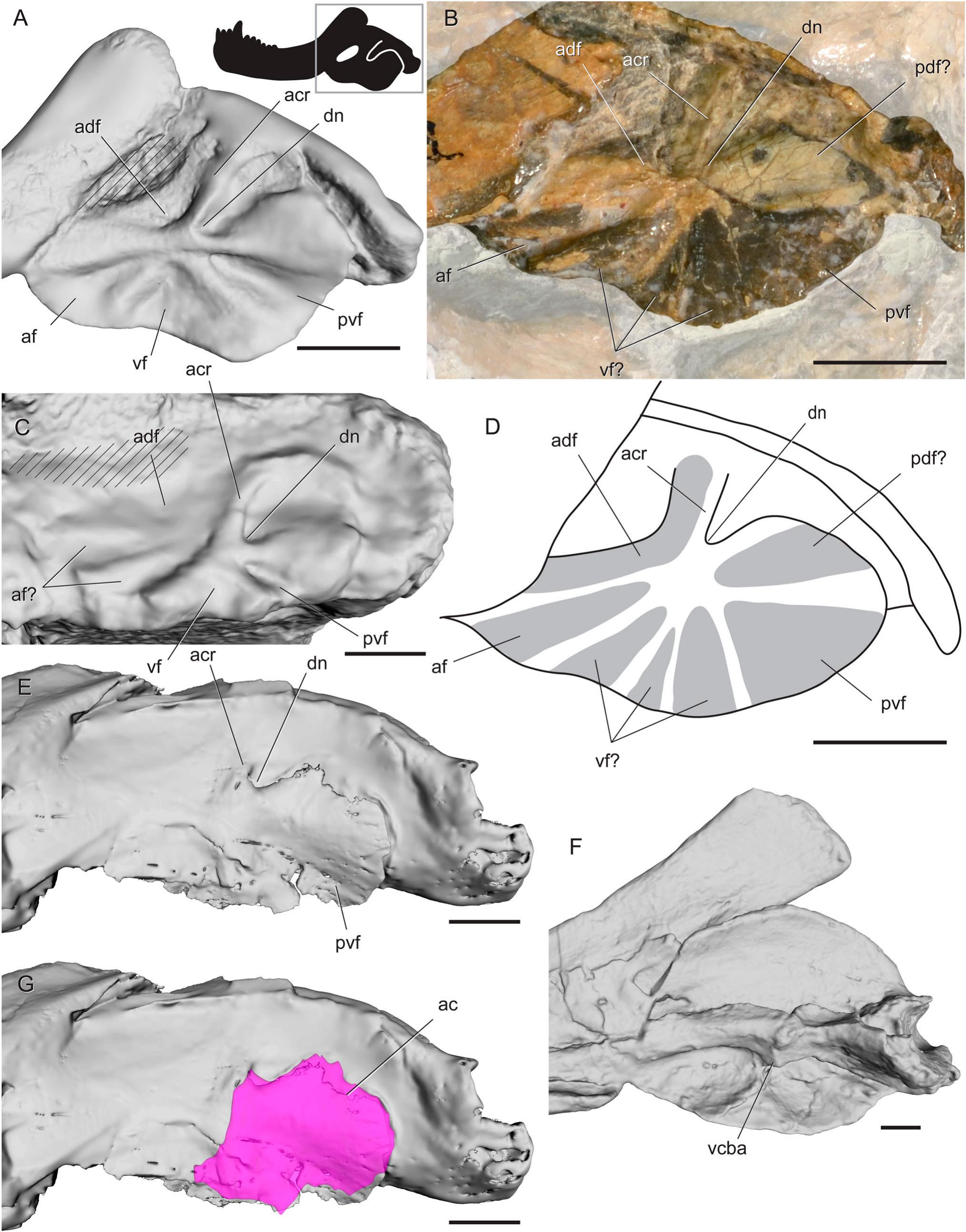 Nomenclature, Comparative Anatomy, and Evolution of the Reflected ...