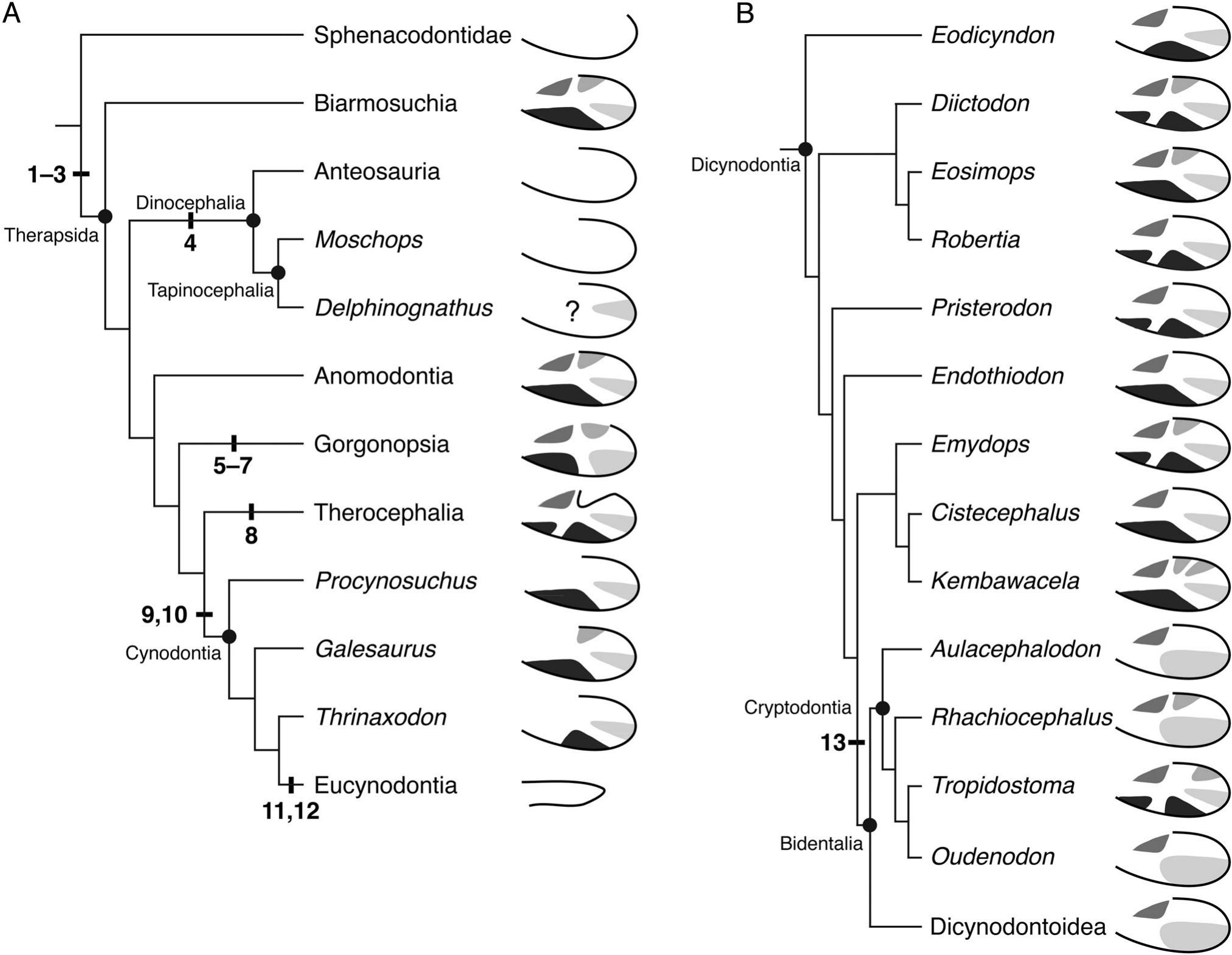 Nomenclature, Comparative Anatomy, and Evolution of the Reflected ...