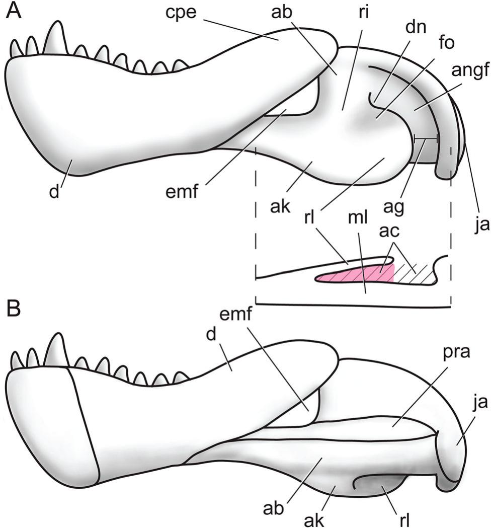 Nomenclature, Comparative Anatomy, and Evolution of the Reflected ...