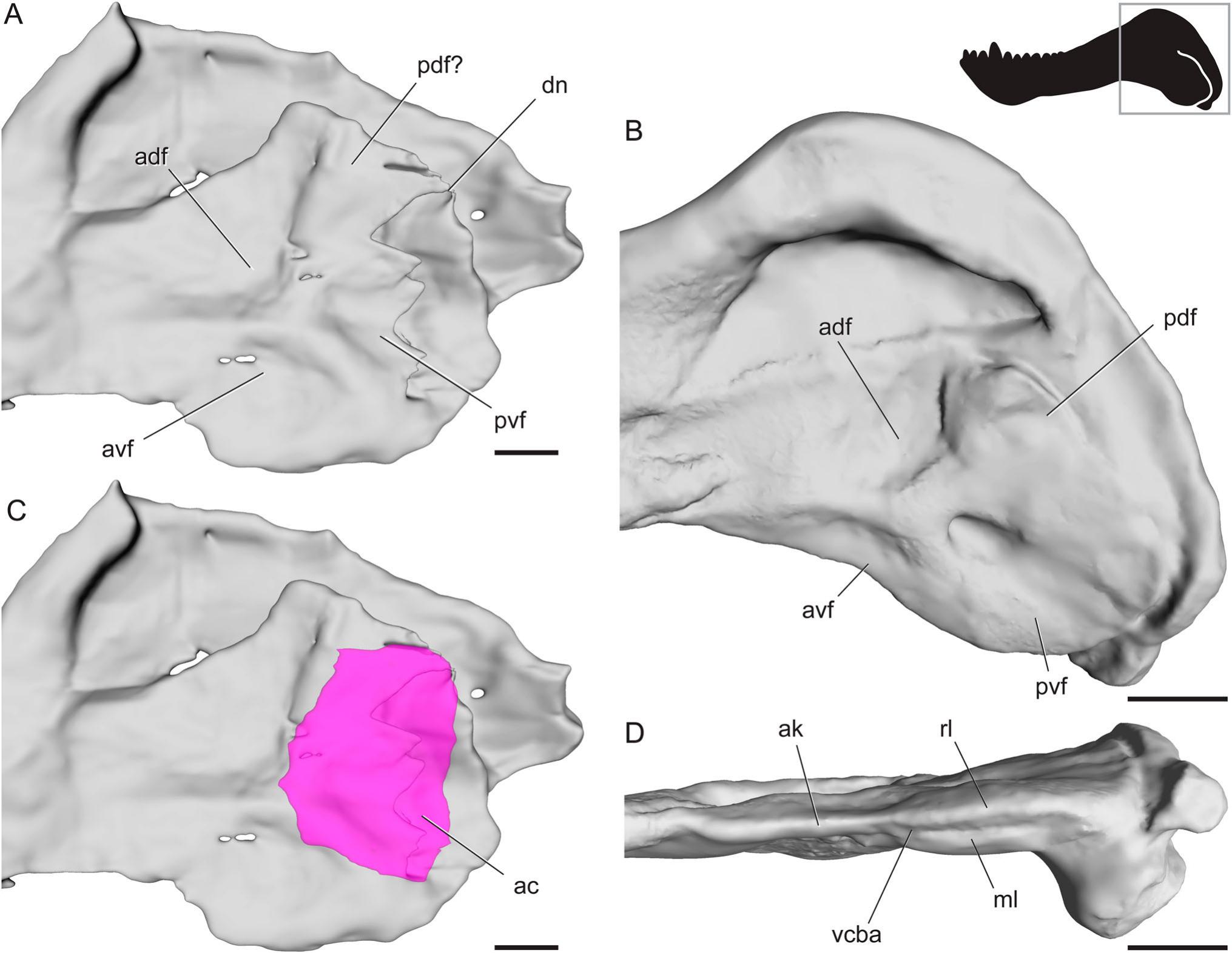 Nomenclature, Comparative Anatomy, and Evolution of the Reflected ...