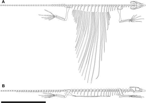 Glaurung schneideri sp. nov., holotype (collected by T. Schneider