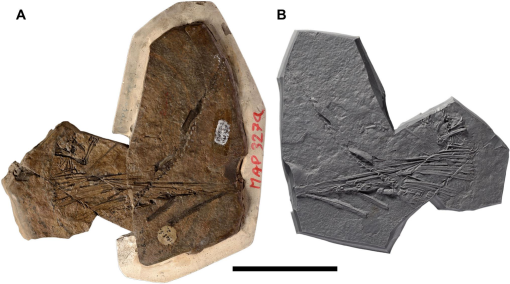 Glaurung schneideri sp. nov., holotype (collected by T. Schneider