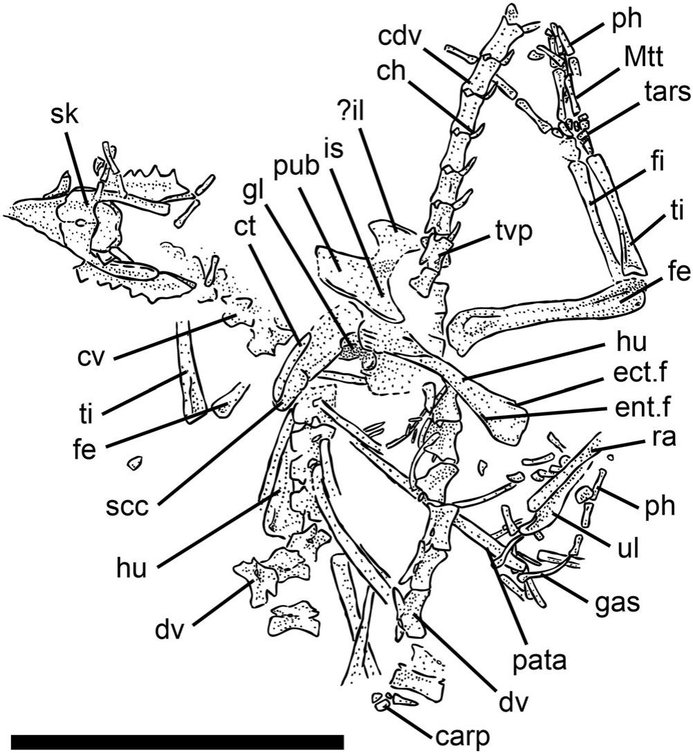 The Postcranial Skeleton Of The Gliding Reptile Coelurosauravus 