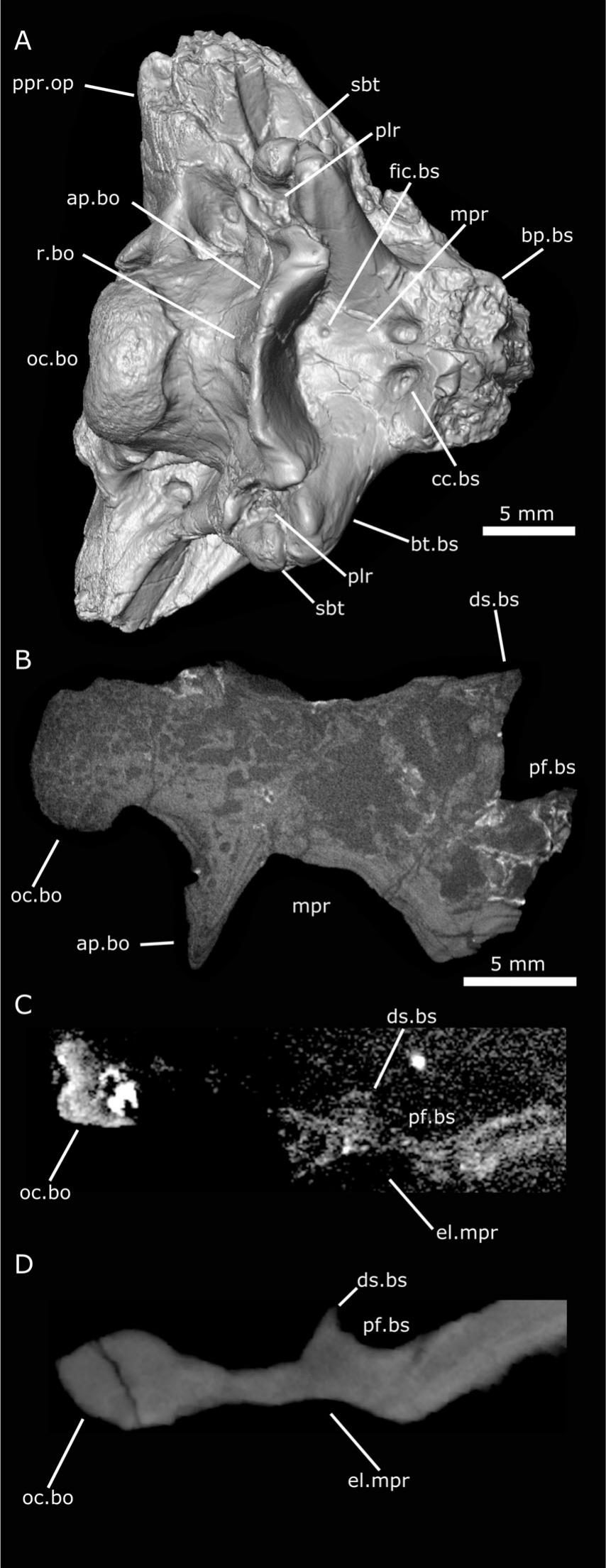 Comparative Braincase Morphology of Trilophosaurus buettneri and the ...