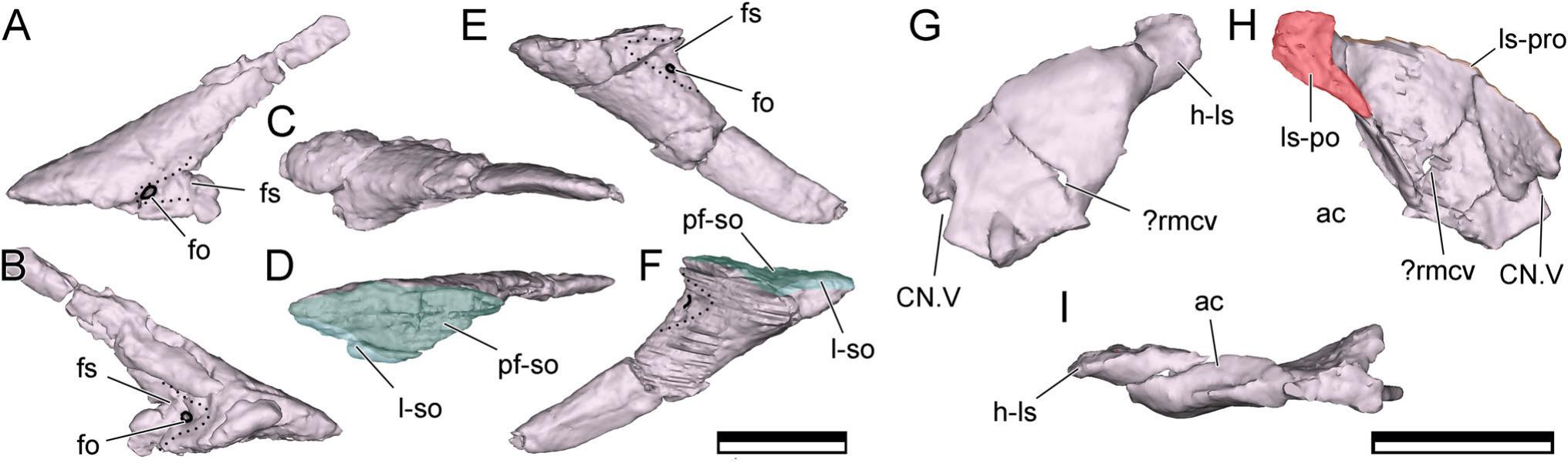 Craniomandibular Osteology of Manidens condorensis (Ornithischia
