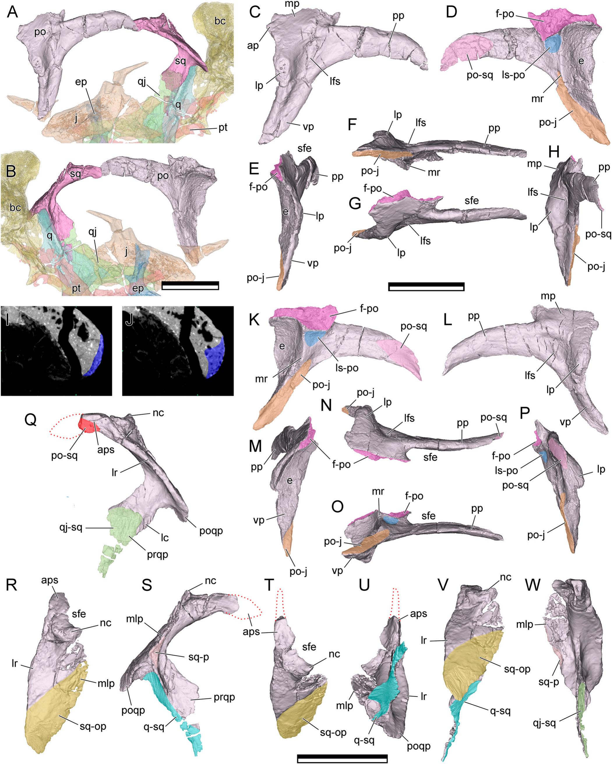 Craniomandibular Osteology of Manidens condorensis (Ornithischia ...