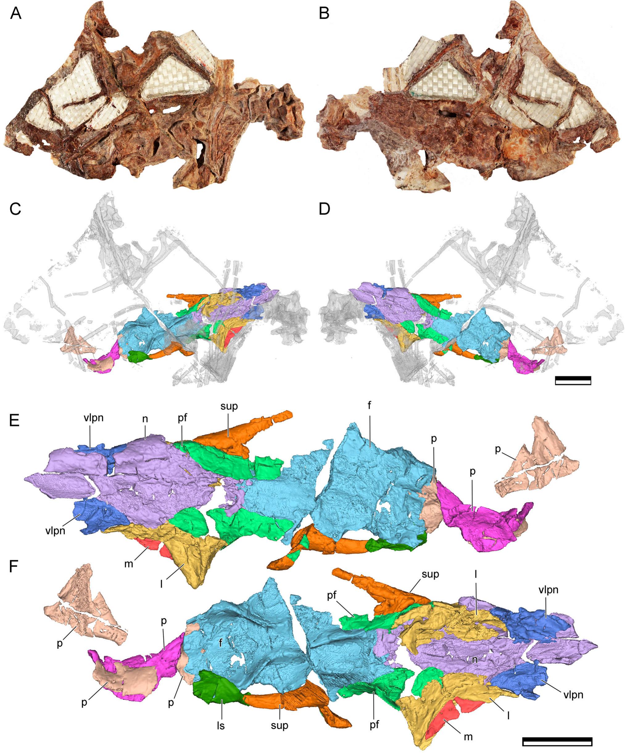 Craniomandibular Osteology of Manidens condorensis (Ornithischia ...