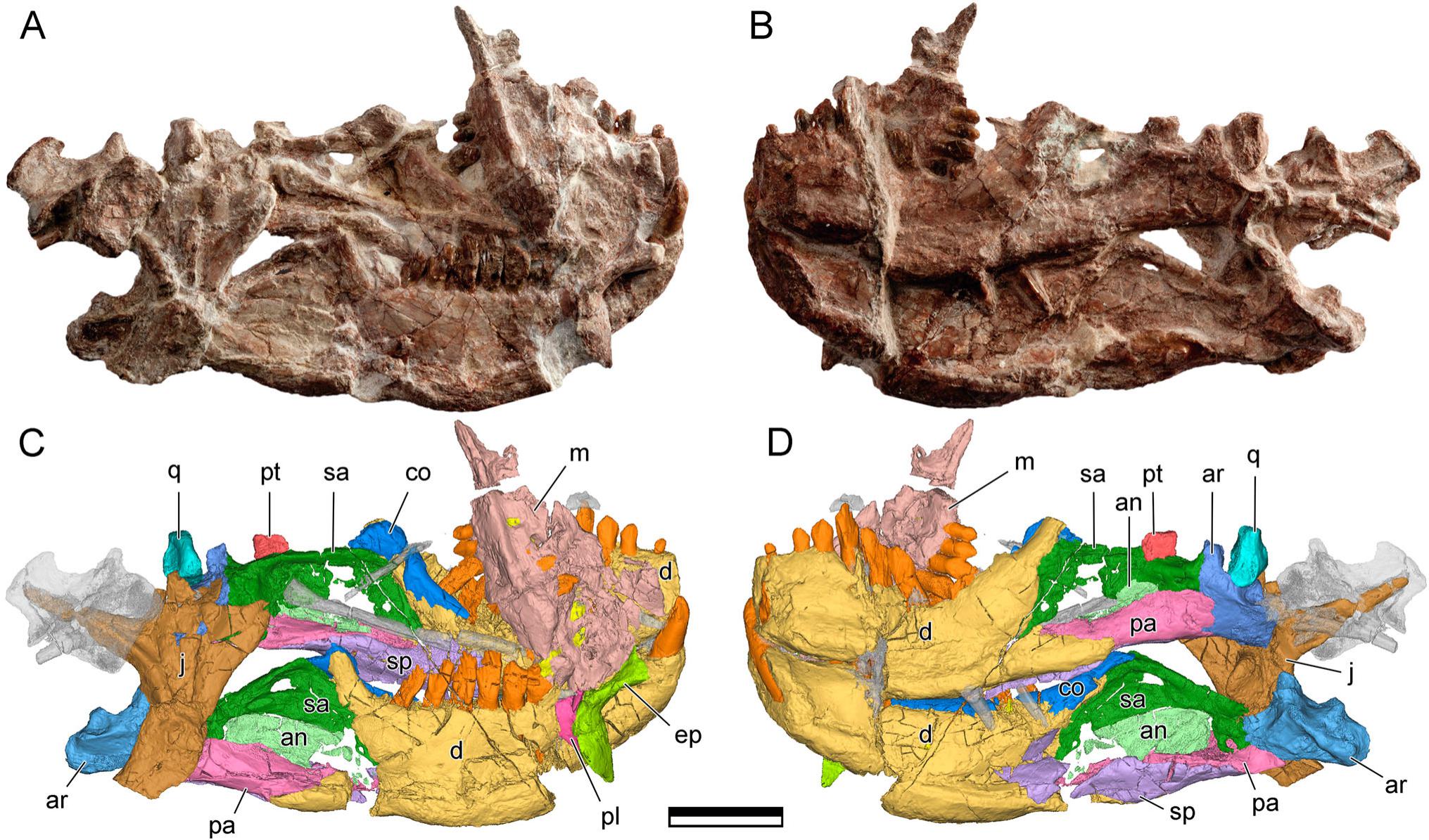 Craniomandibular Osteology of Manidens condorensis (Ornithischia ...