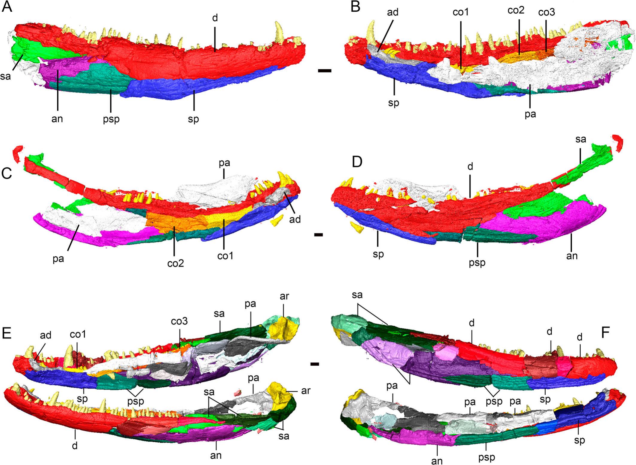 Computed Tomography and Three-Dimensional Reconstruction of the Skull ...