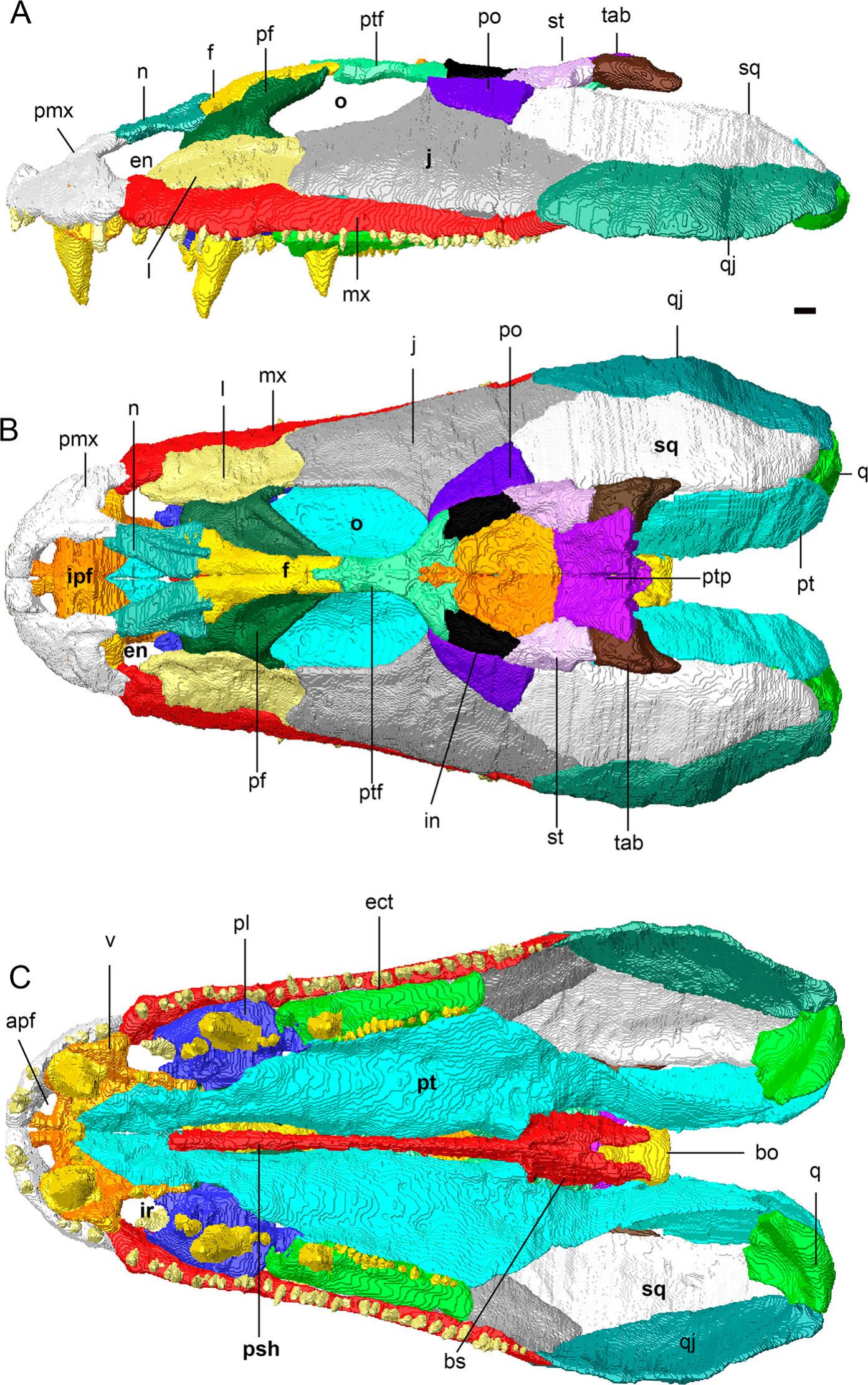 Computed Tomography and Three-Dimensional Reconstruction of the Skull ...