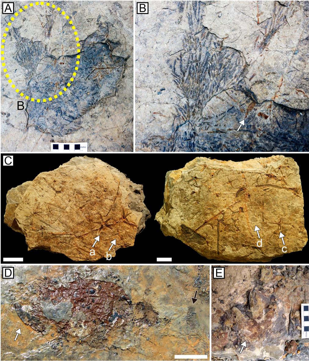 Turtle Eggs from the Lower Cretaceous Hasandong Formation (South Korea ...