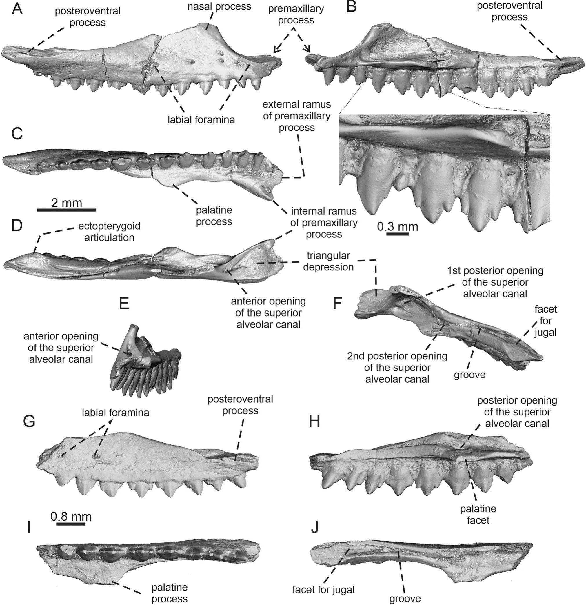 Iguanian Lizards (Acrodonta and Pleurodonta) from the Earliest Eocene ...