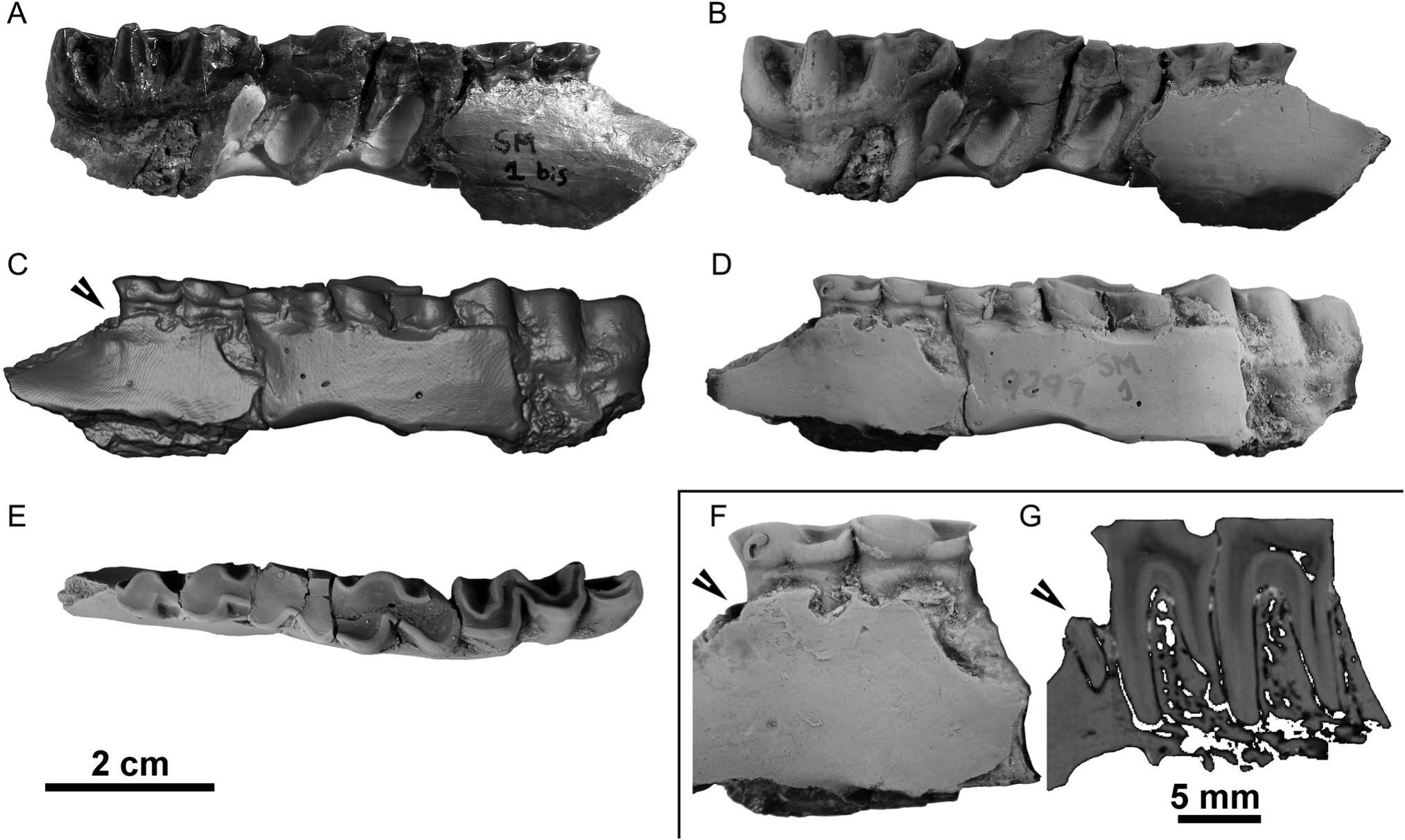 A Remarkable New Paleotheriid (Mammalia) in the Endemic Iberian Eocene  Perissodactyl Fauna