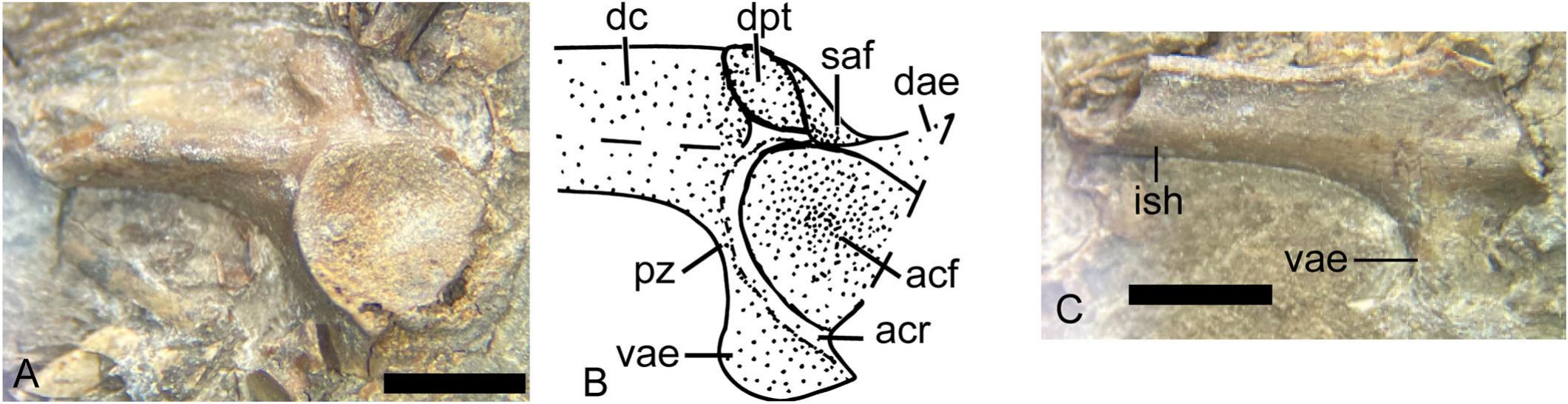 The Oldest Articulated Ranid from Europe: A Pelophylax Specimen from ...