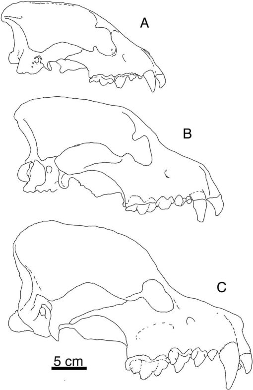 An Ecomorphological Characterization of the Percrocutoid Hyaenids