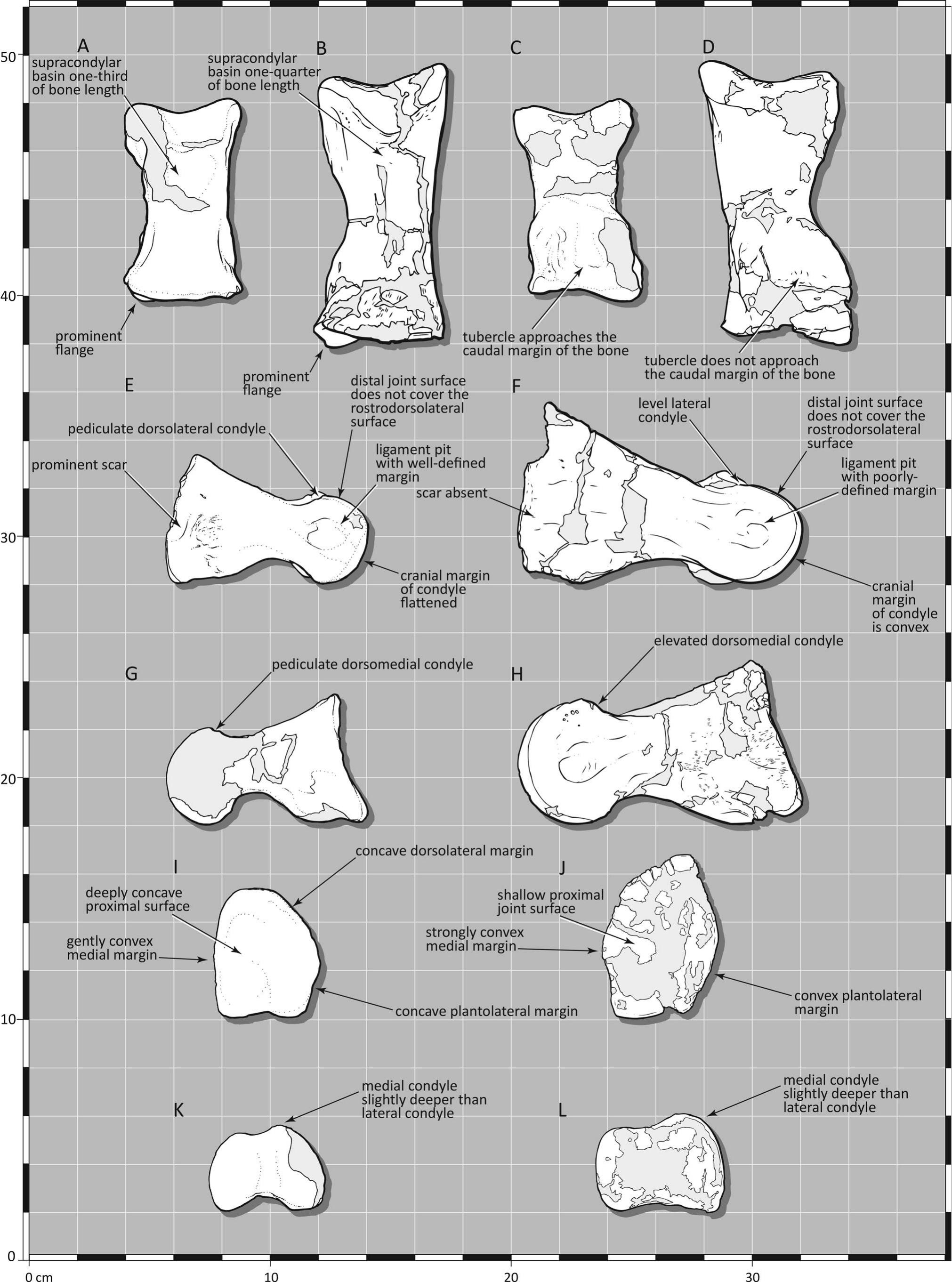 A Reappraisal of Tyrannosauroid Fossils from the Iren Dabasu Formation ...