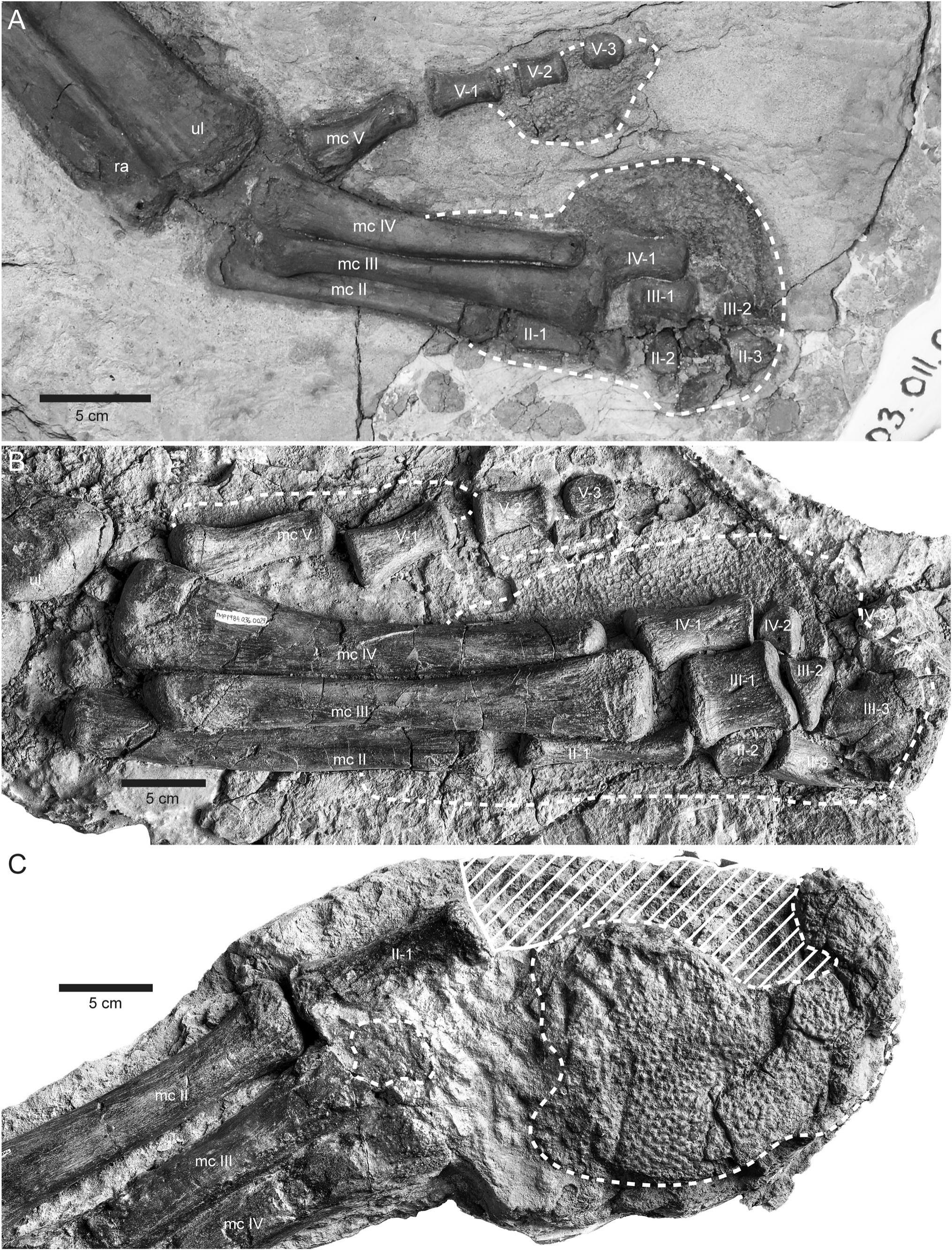 Integumentary Impressions On Hadrosaurid Specimens From The Upper Cretaceous Upper Campanian