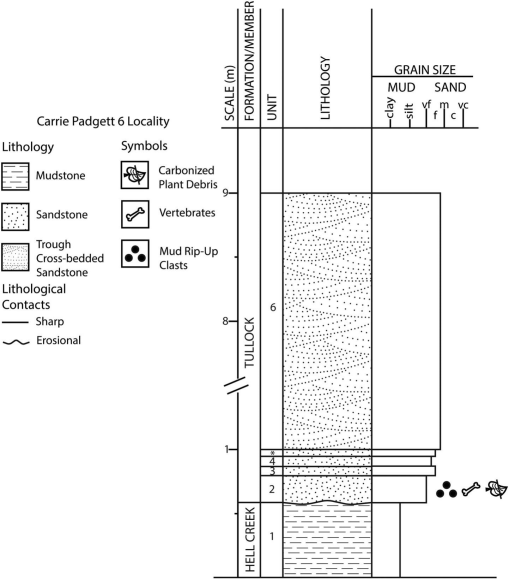 The formation of hillock with lateral grain growth: (a) vertical